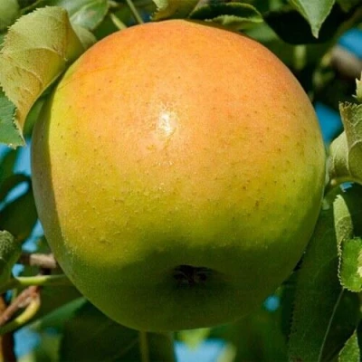 Яблоня МУТСУ в Ижевске