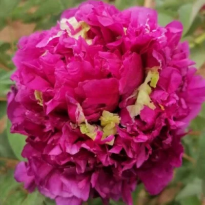 Пион ПОЛЕТ ЛАСТОЧКИ древовидный в Ижевске