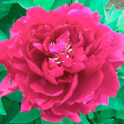 Пион ОСТРОВНОЙ МИНИСТР древовидный в Ижевске