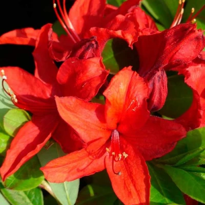 Азалия НАБУКО листопадная в Ижевске