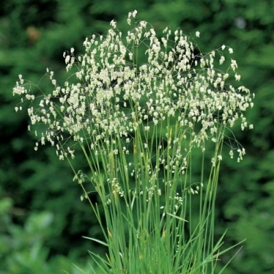 Трясунка средняя в Ижевске