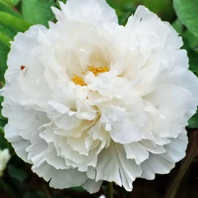 Пион БЕЛЫЙ СНЕГ древовидный в Ижевске