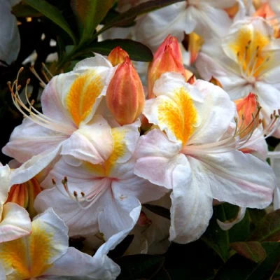 Азалия СИЛЬВЕР СЛИППЕР листопадная в Ижевске