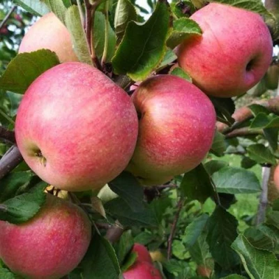 Яблоня ТЕРЕМОК в Ижевске