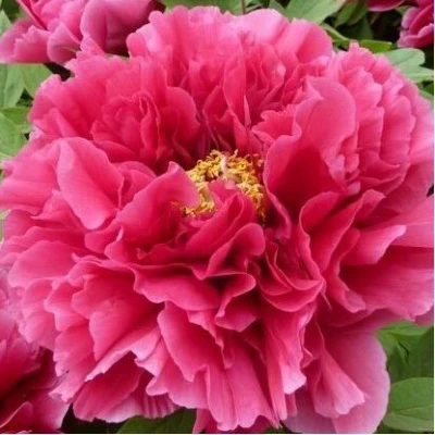 Пион КОРОЛЕВСКИЙ ЦВЕТОК древовидный в Ижевске