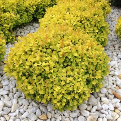 Барбарис БОНАНЗА ГОЛД тунберга в Ижевске