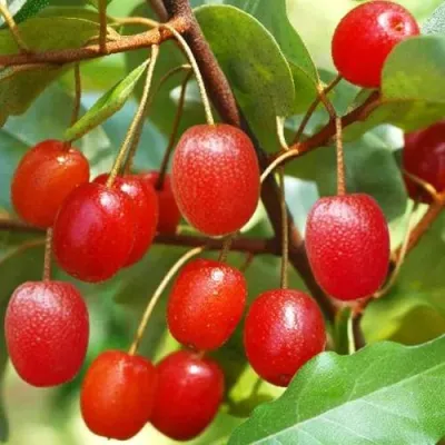 ГУМИ (ЛОХ МНОГОЦВЕТКОВЫЙ) в Ижевске