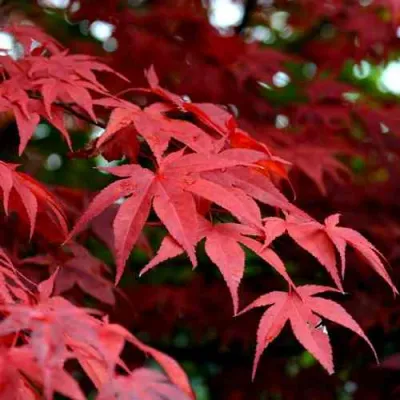 Клен гиннала  в Ижевске