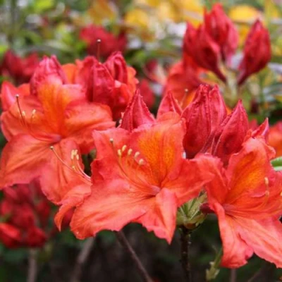 Азалия ЛИЛИНШТЕЙН японская в Ижевске