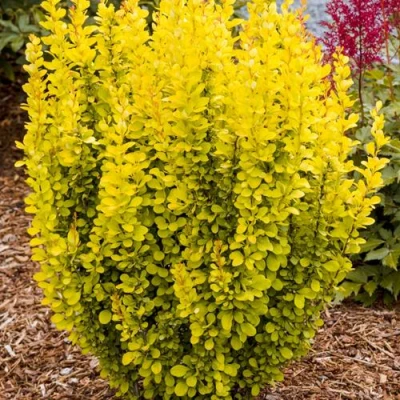 Барбарис ГОЛДЕН ТОРЧ тунберга в Ижевске