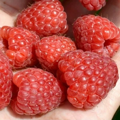 Малина ХЕРИТЕЙДЖ в Ижевске