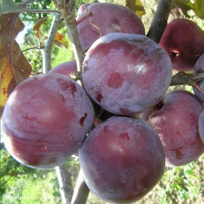 Слива ЛАМА в Ижевске