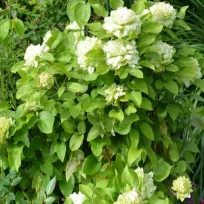 Клематис КОХАНА в Ижевске