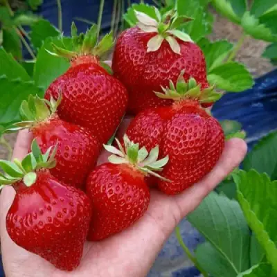 Клубника АЛЕКСАНДРА в Ижевске