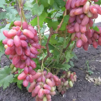 Виноград ЮЛИАН в Ижевске