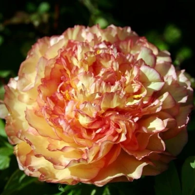 Пион ЗОЛОТАЯ РОССЫПЬ древовидный в Ижевске