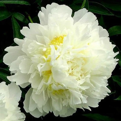 Пион ЗОЛОТОЙ ОРЕОЛ травянистый в Ижевске