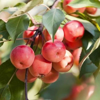 Яблоня ВИШНЕПЛОДНАЯ декоративная в Ижевске