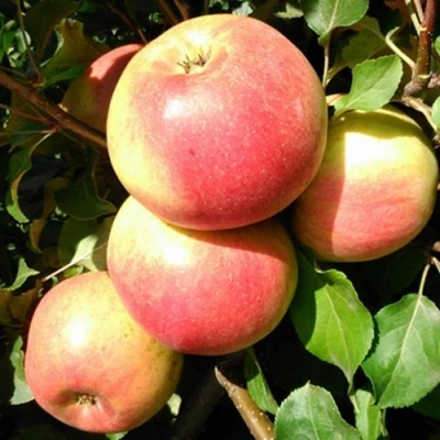 Яблоня ЭМБАССИ в Ижевске