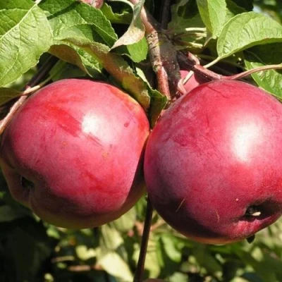 Яблоня ДАРУНАК в Ижевске