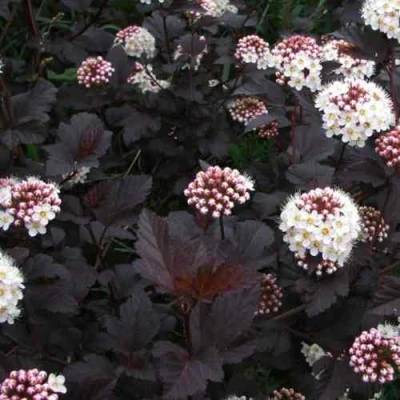 саженцы пузыреплодника диабло