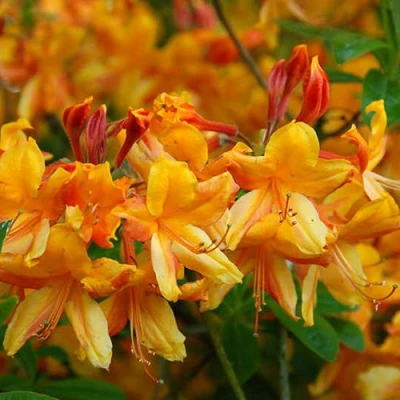 Азалия ОРАНЖ ХИТ листопадная в Ижевске