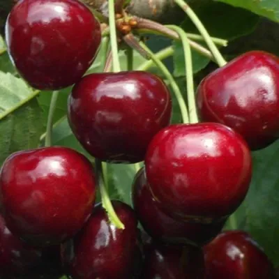 Черешня ГРОНКОВАЯ в Ижевске