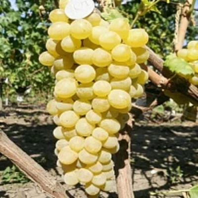 Виноград КИШМИШ ЗОЛОТЦЕ в Ижевске