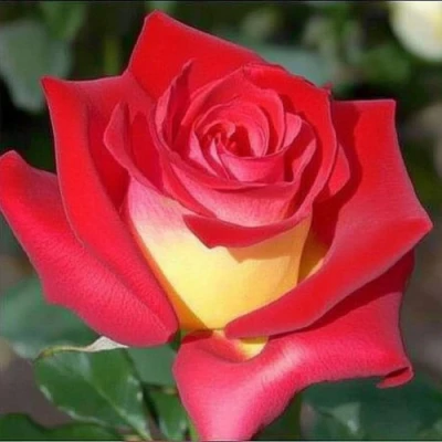 саженцы розы Френдшип