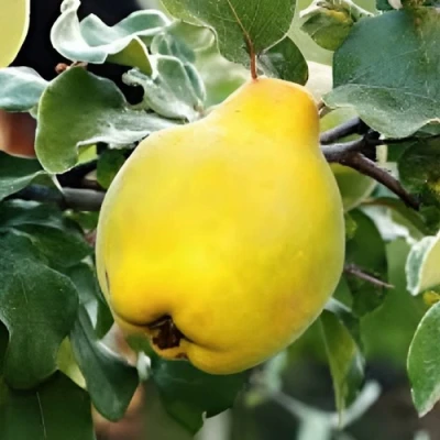 Айва МИР в Ижевске