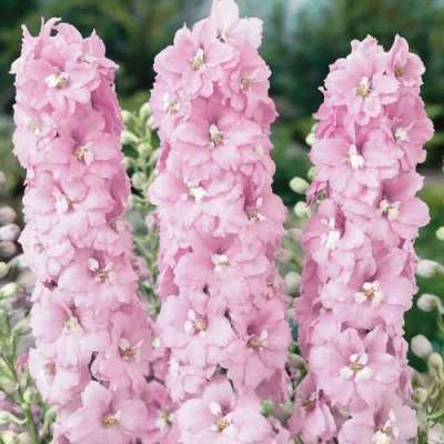 Дельфиниум ПЕТТИКОУТ гибридный в Ижевске