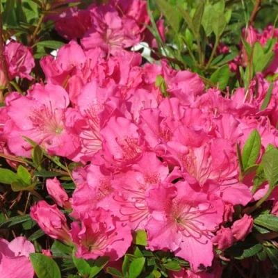 Азалия КИРСТИН японская в Ижевске