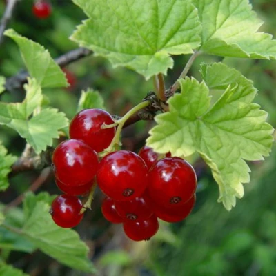 Смородина альпийская ШМИДТ в Ижевске