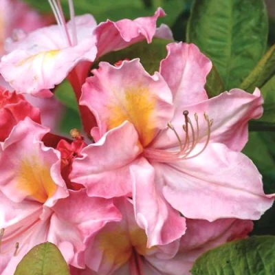 Азалия СЕССИЛЬ листопадная в Ижевске