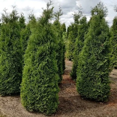 Туя ХОЛМСТРУП западная в Ижевске