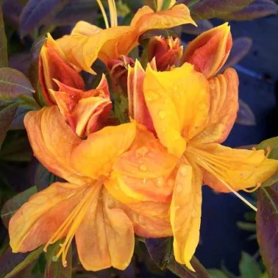 Азалия КЛОНДАЙК листопадная в Ижевске