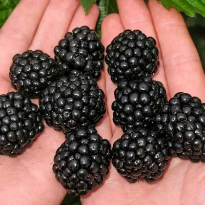 Ежевика ДЖАМБО бесшипная в Ижевске