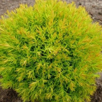 Туя АННИЕК западная в Ижевске