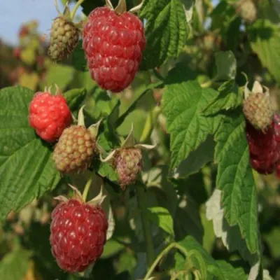 Малина ДЖОАН ДЖИ (ДЖОАН ДЖЕЙ) в Ижевске