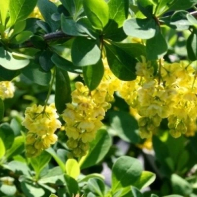 Барбарис ИНДИАН САММЕР  в Ижевске