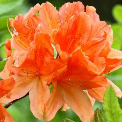 Азалия ГЕЙША ОРАНЖ японская в Ижевске