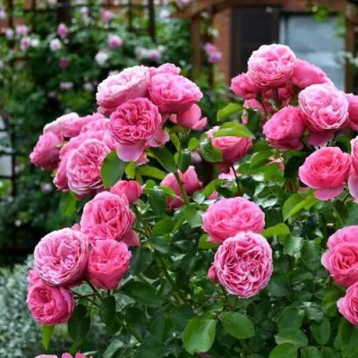 Роза КЕЛЬНЕР ФЛОРА шраб в Ижевске