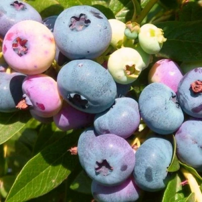 Голубика ЭЛИЗАБЕТ в Ижевске