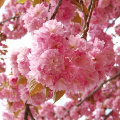 САКУРА  в Ижевске