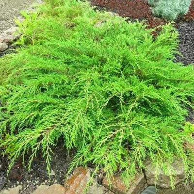 Микробиота ЯКОБСЕН перекрестнопарная в Ижевске