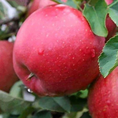 Яблоня ЧЕМПИОН в Ижевске