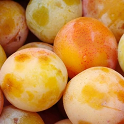 Слива ЯХОНТОВАЯ в Ижевске