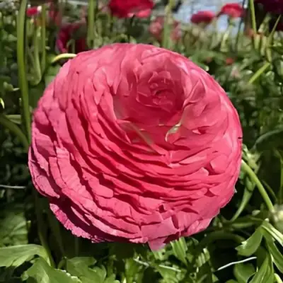 Ранункулюс МЕРКУРИ романс в Ижевске