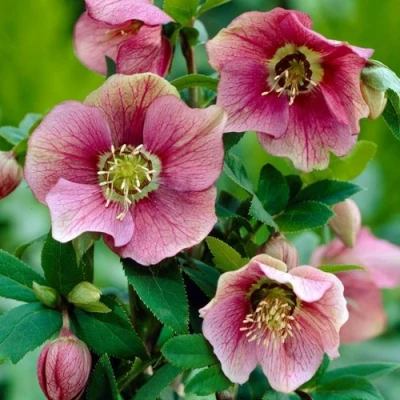 Морозник ВОСТОЧНЫЙ в Ижевске