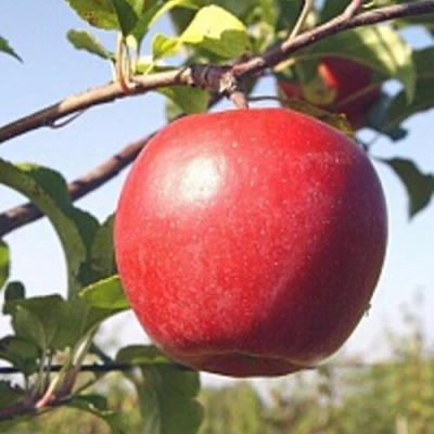 Яблоня ЛИГОЛ в Ижевске